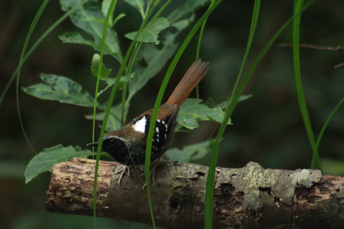Squamate Antbird - ML628792959
