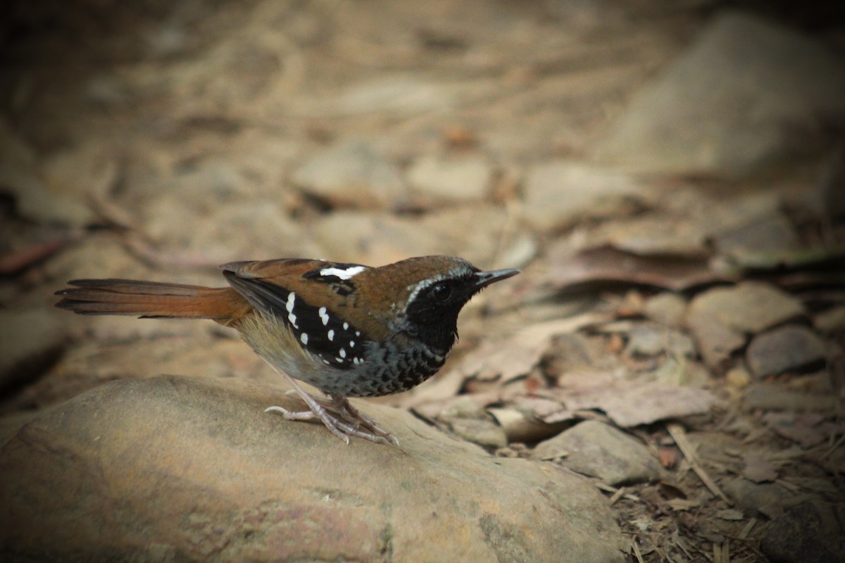 Squamate Antbird - ML628792964