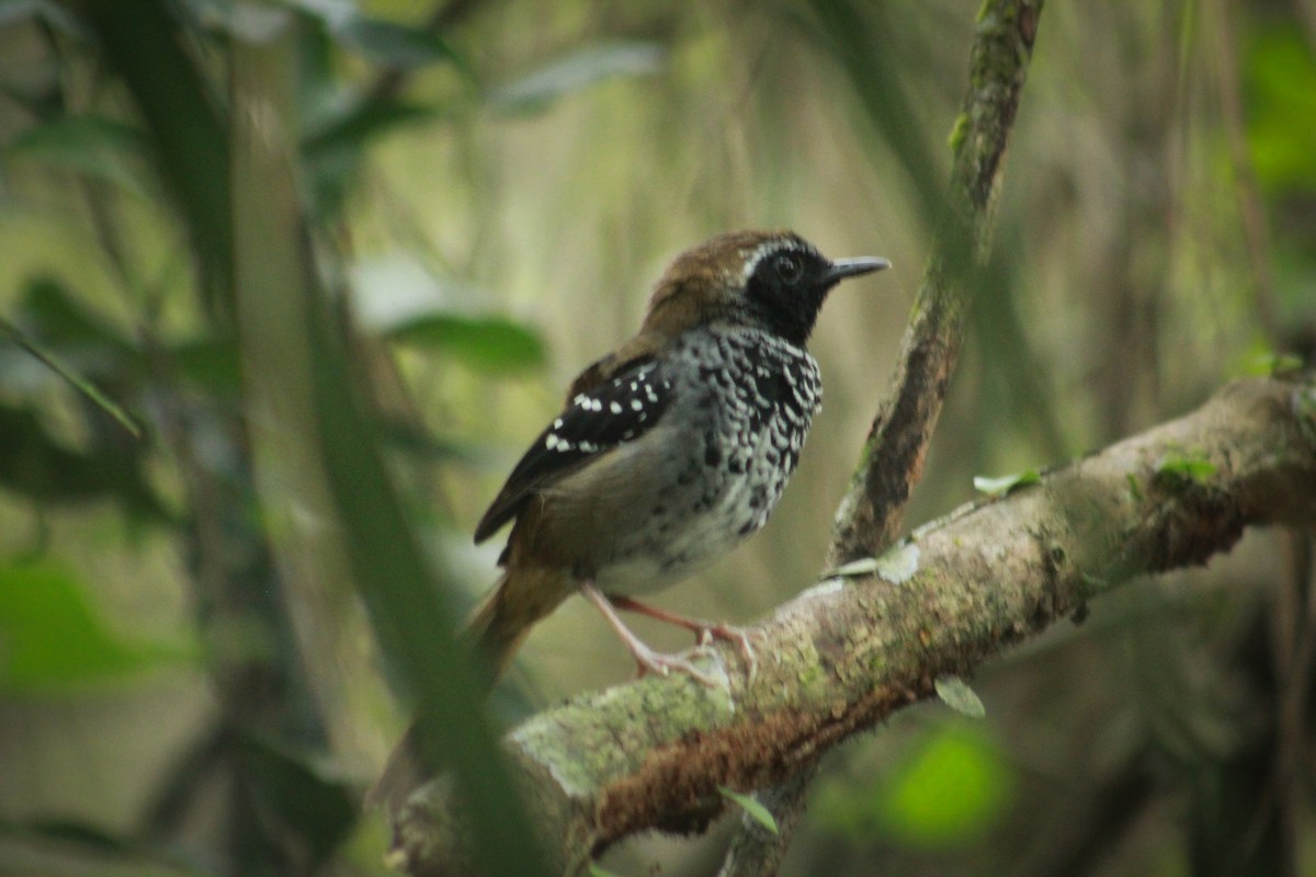 Squamate Antbird - ML628792966