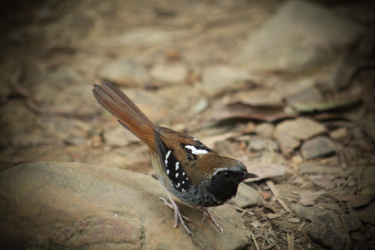 Squamate Antbird - ML628792967