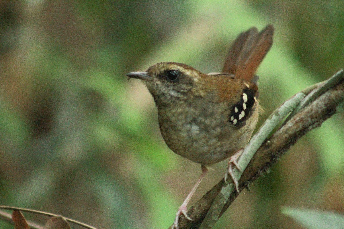 Squamate Antbird - ML628792970