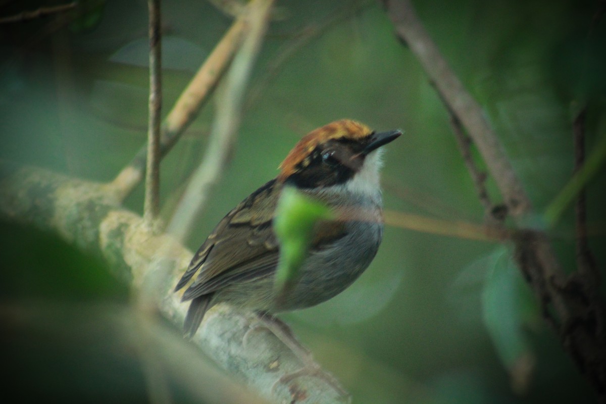 Black-cheeked Gnateater - ML628792976