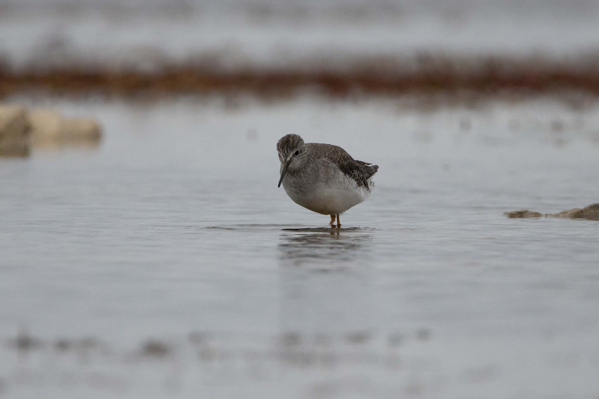 Lesser Yellowlegs - ML628792997