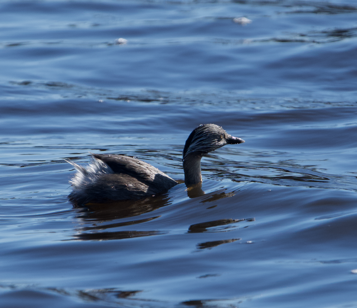 Hoary-headed Grebe - ML628792999