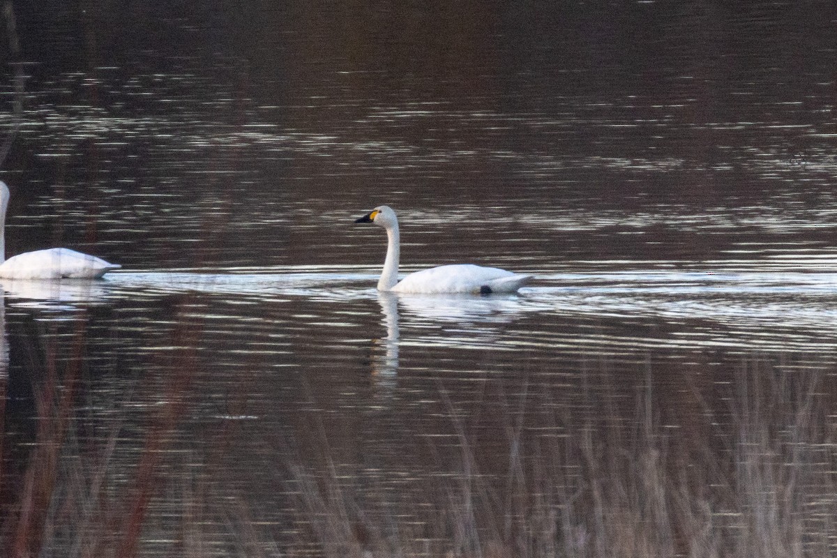 eBird Checklist - 8 Jan 2025 - Field's Riffle - 25 species (+3 other taxa)