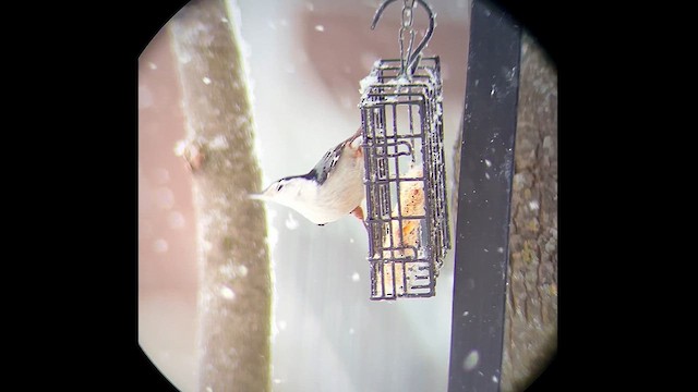 White-breasted Nuthatch - ML628793143