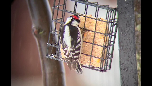 Downy Woodpecker - ML628793273