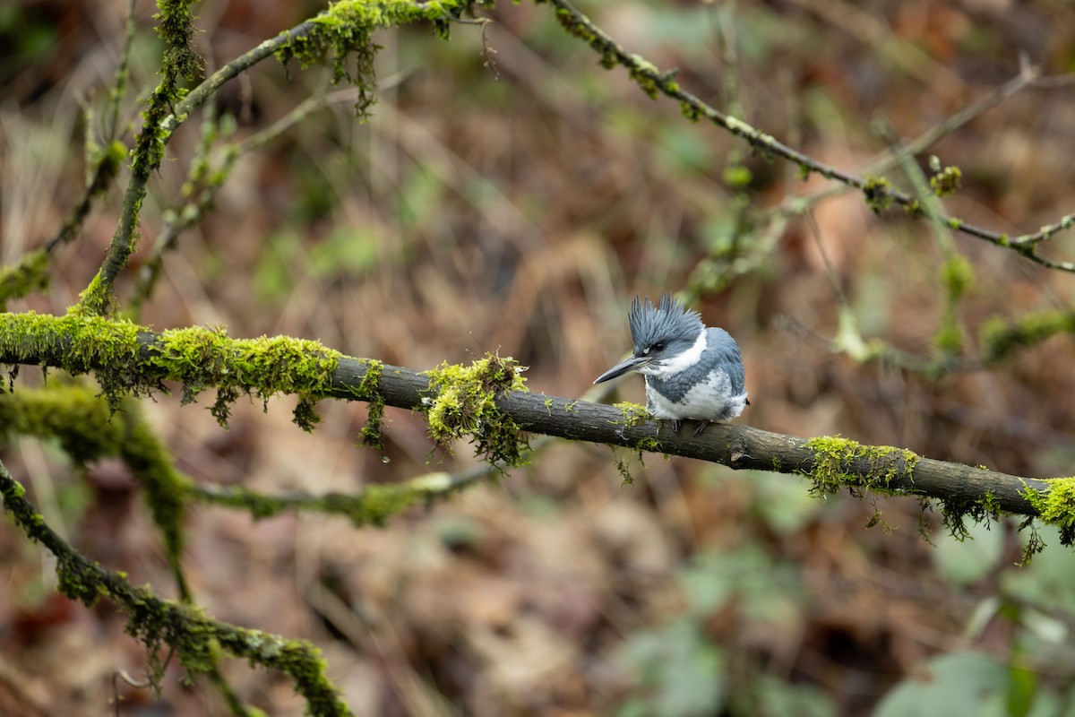 Belted Kingfisher - ML628793275