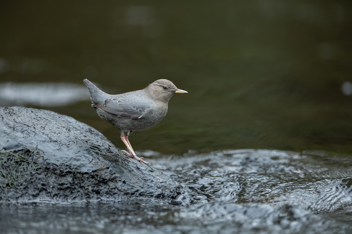 American Dipper - ML628793278