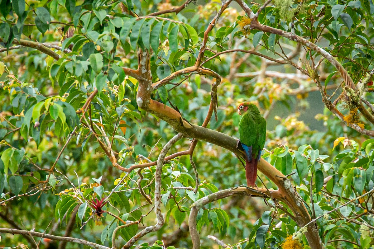 Rose-headed Parakeet - Francisco Russo