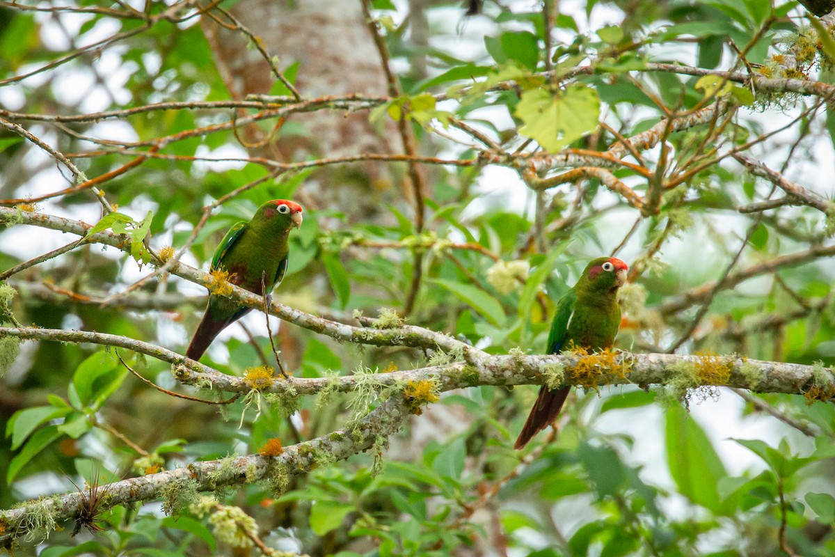 Rose-headed Parakeet - ML628793408