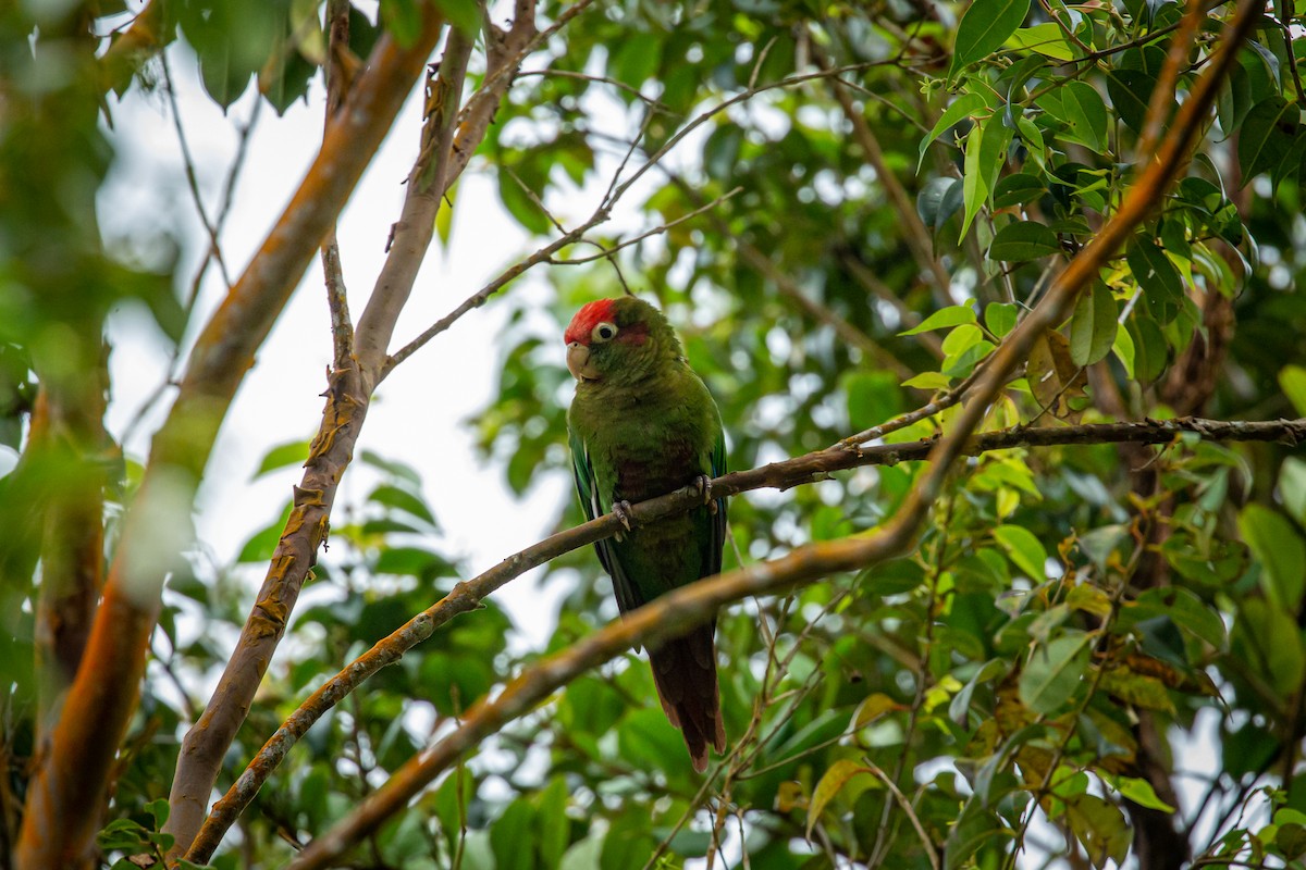 Rose-headed Parakeet - ML628793409