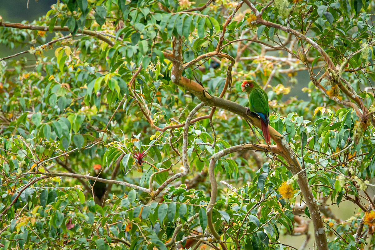 Rose-headed Parakeet - ML628793411