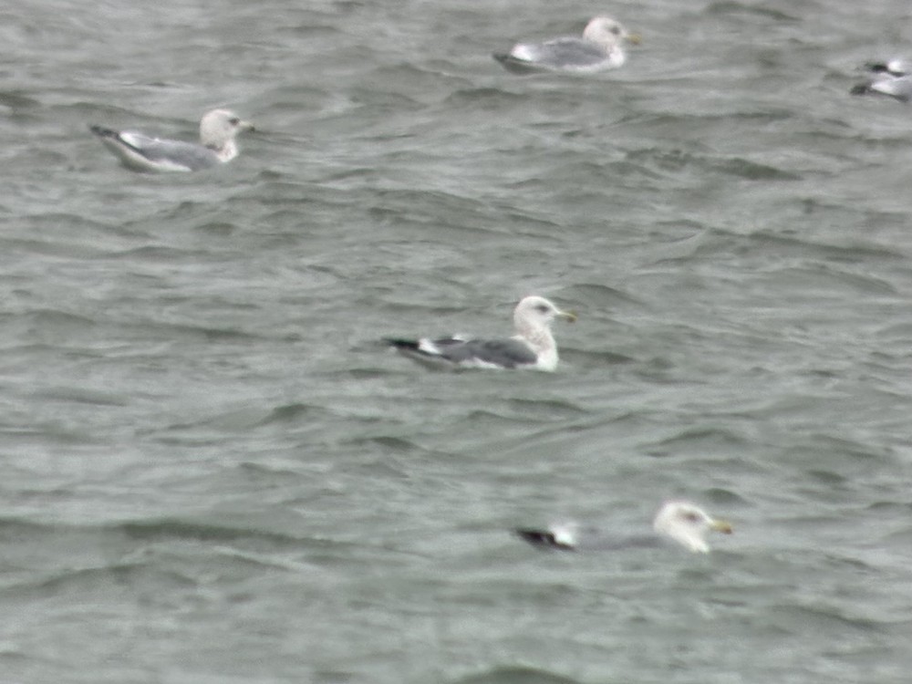 American Herring x Lesser Black-backed Gull (hybrid) - ML628793421