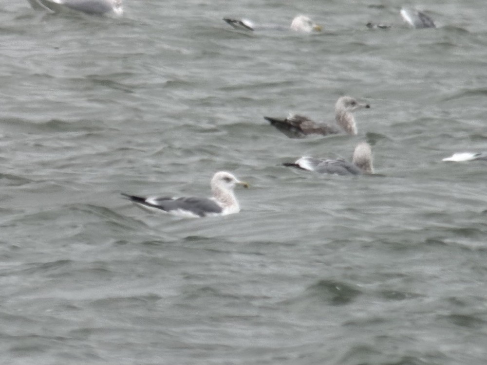 American Herring x Lesser Black-backed Gull (hybrid) - ML628793429