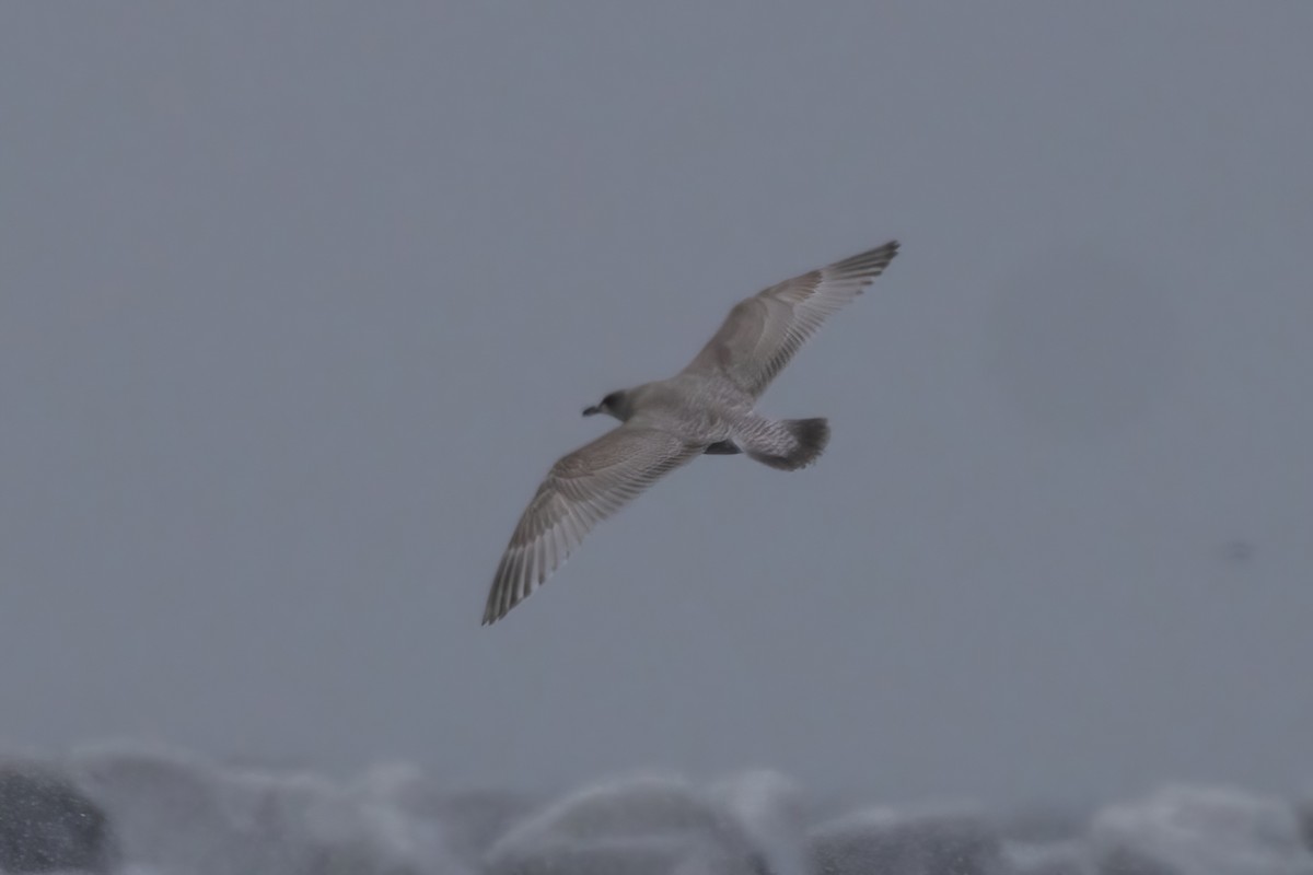 Iceland Gull (Thayer's) - ML628793464