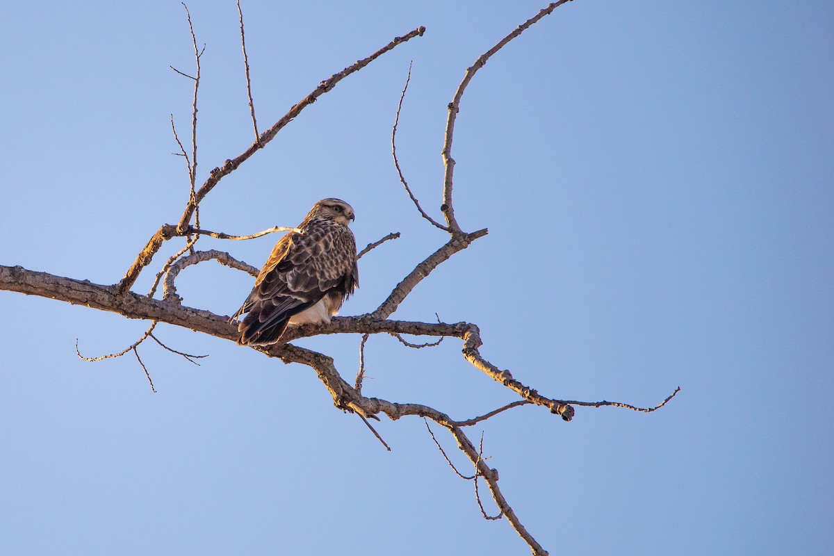 Rough-legged Hawk - ML628793527