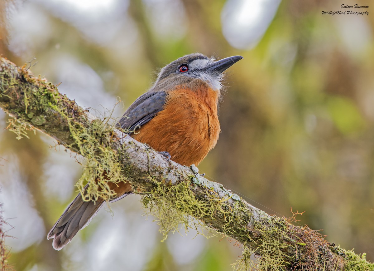 White-faced Nunbird - ML628793530