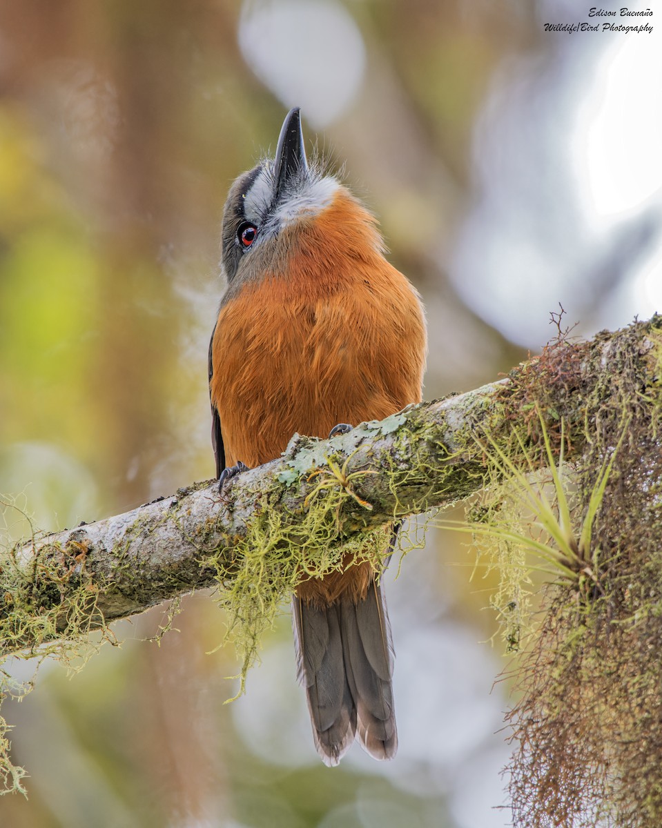 White-faced Nunbird - ML628793548
