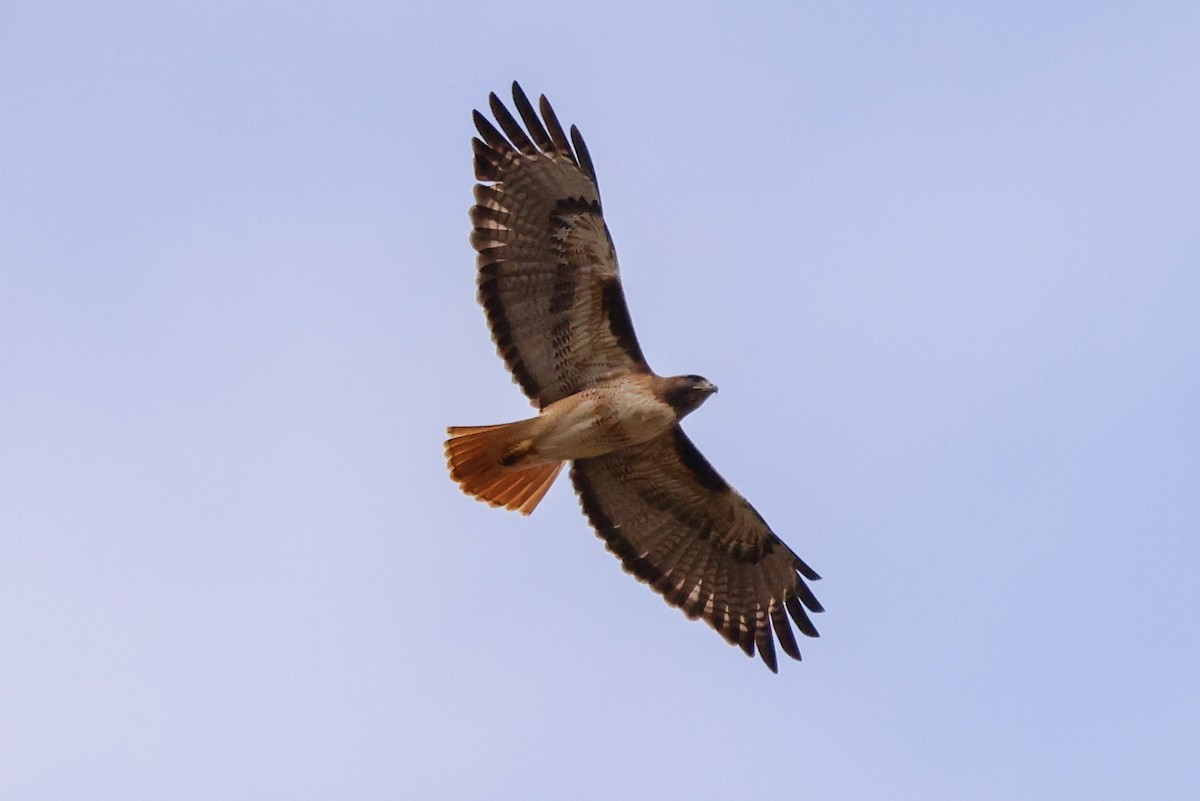 Red-tailed Hawk - ML628793553