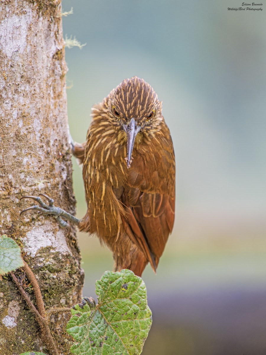 Strong-billed Woodcreeper (Andean/Northern) - ML628793554