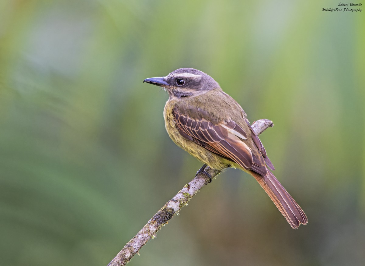 Golden-bellied Flycatcher - ML628793571