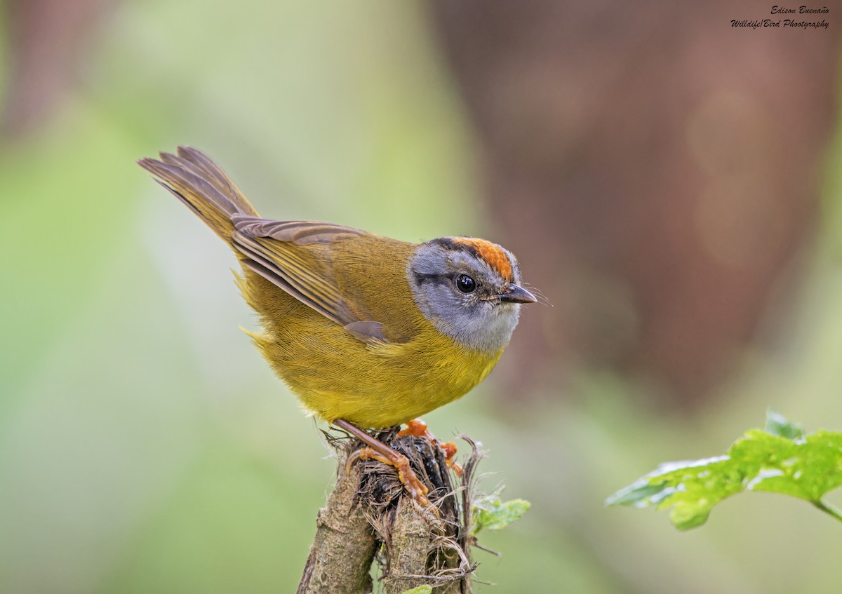Russet-crowned Warbler - ML628793585