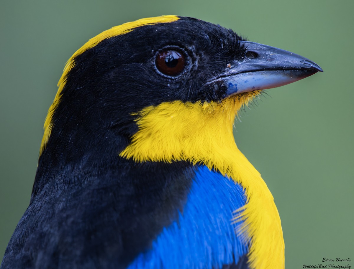 Blue-winged Mountain Tanager - ML628793588