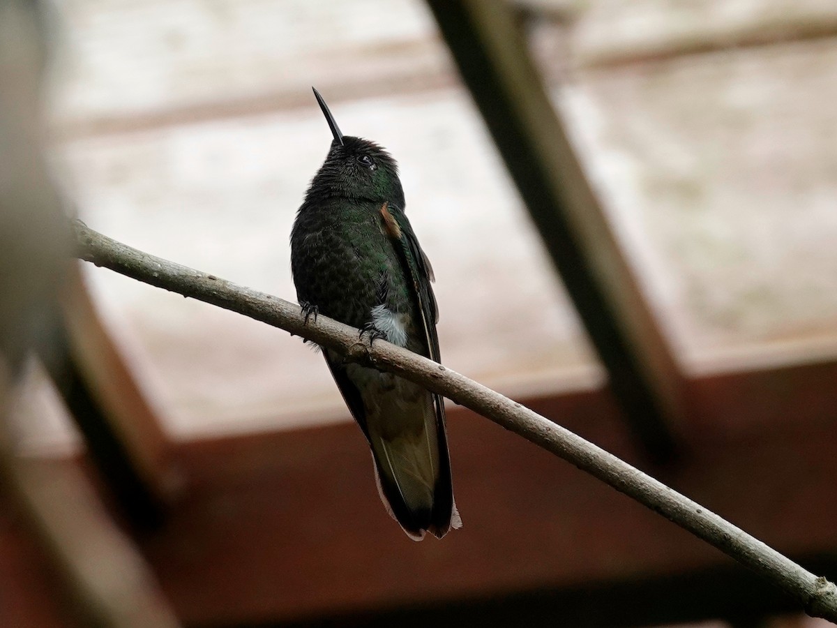 Buff-tailed Coronet - ML628793650