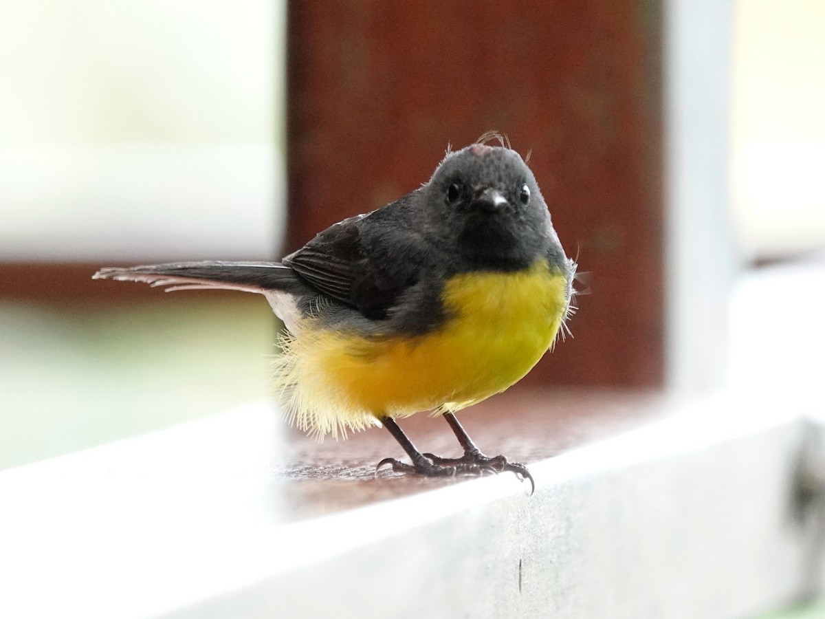 Slate-throated Redstart - ML628793672