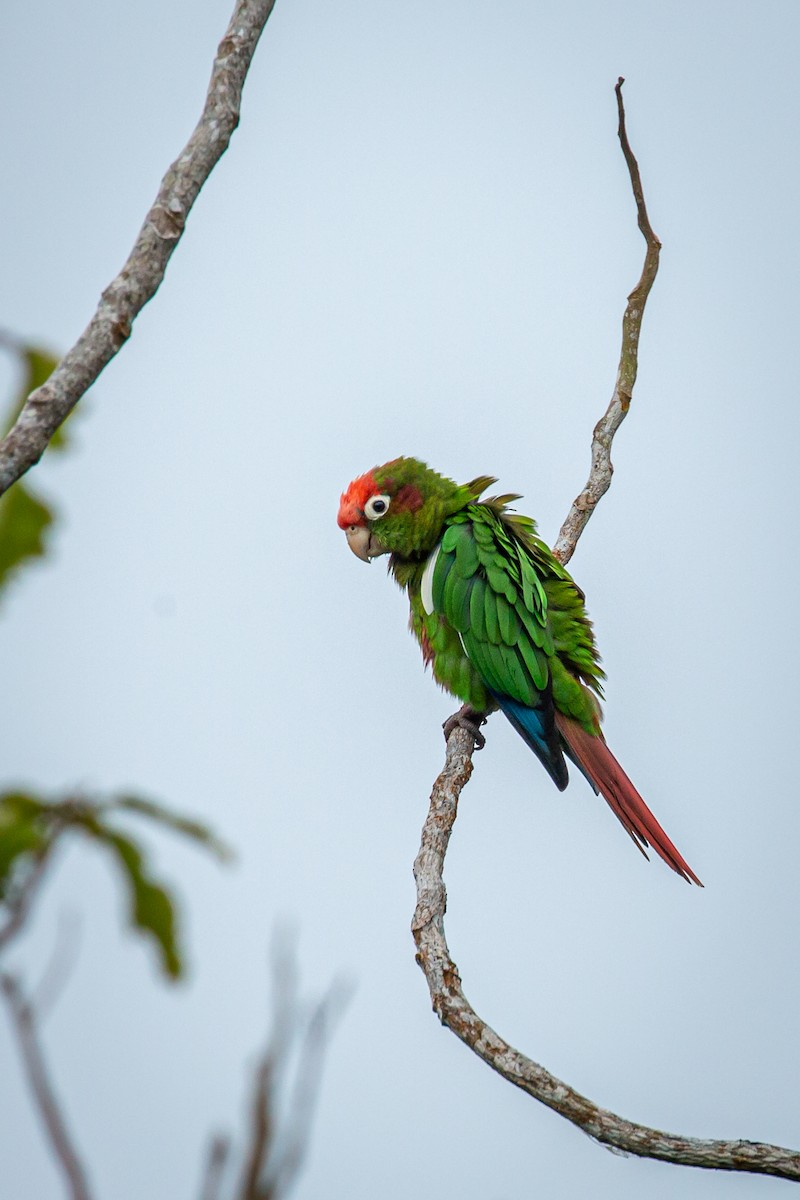 Rose-headed Parakeet - ML628793712