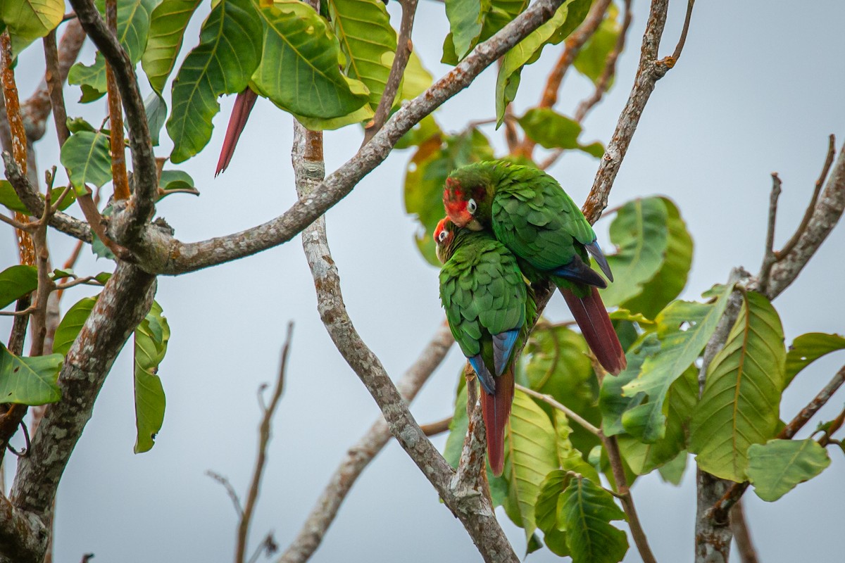 Rose-headed Parakeet - ML628793713