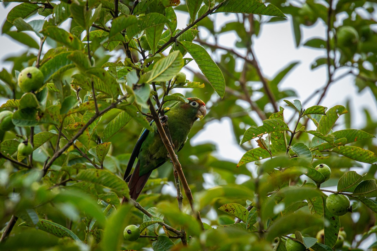 Rose-headed Parakeet - ML628793714