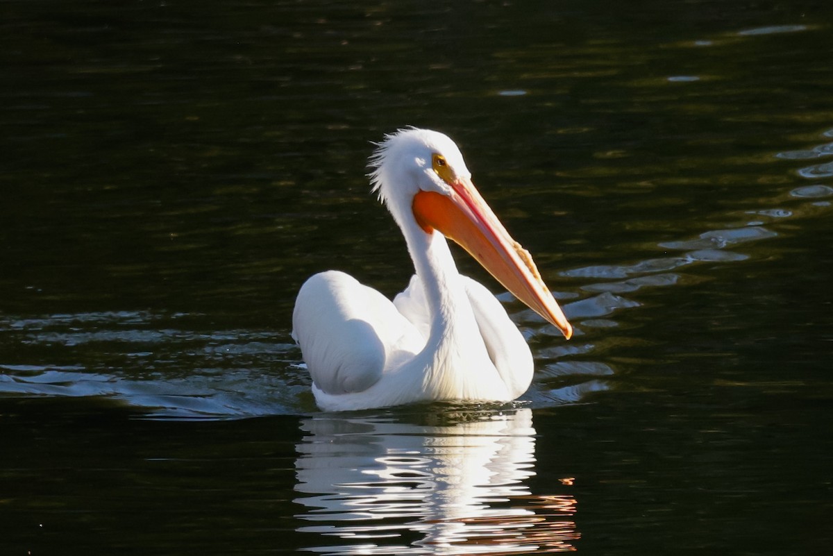 American White Pelican - ML628793721