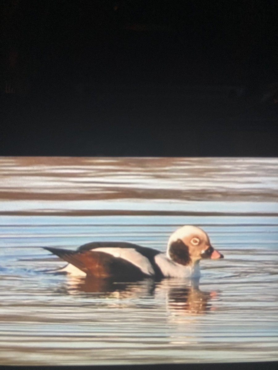 Long-tailed Duck - ML628793957