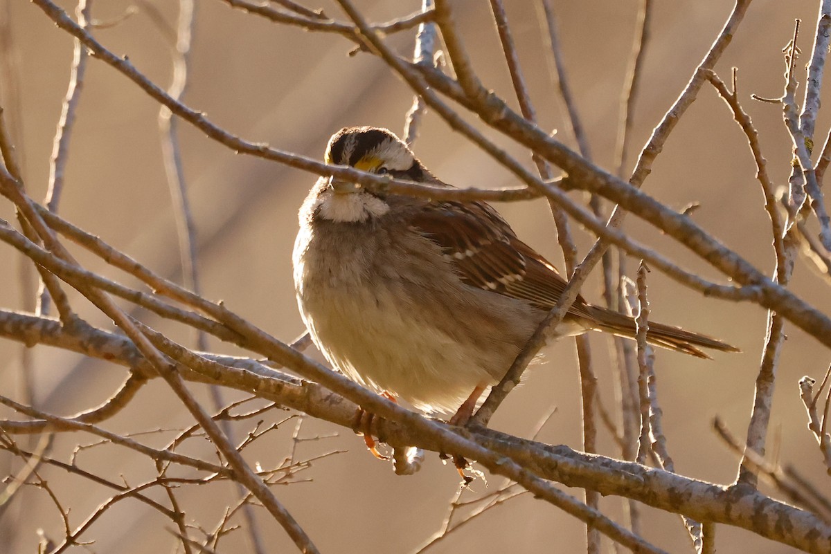 White-throated Sparrow - ML628793961