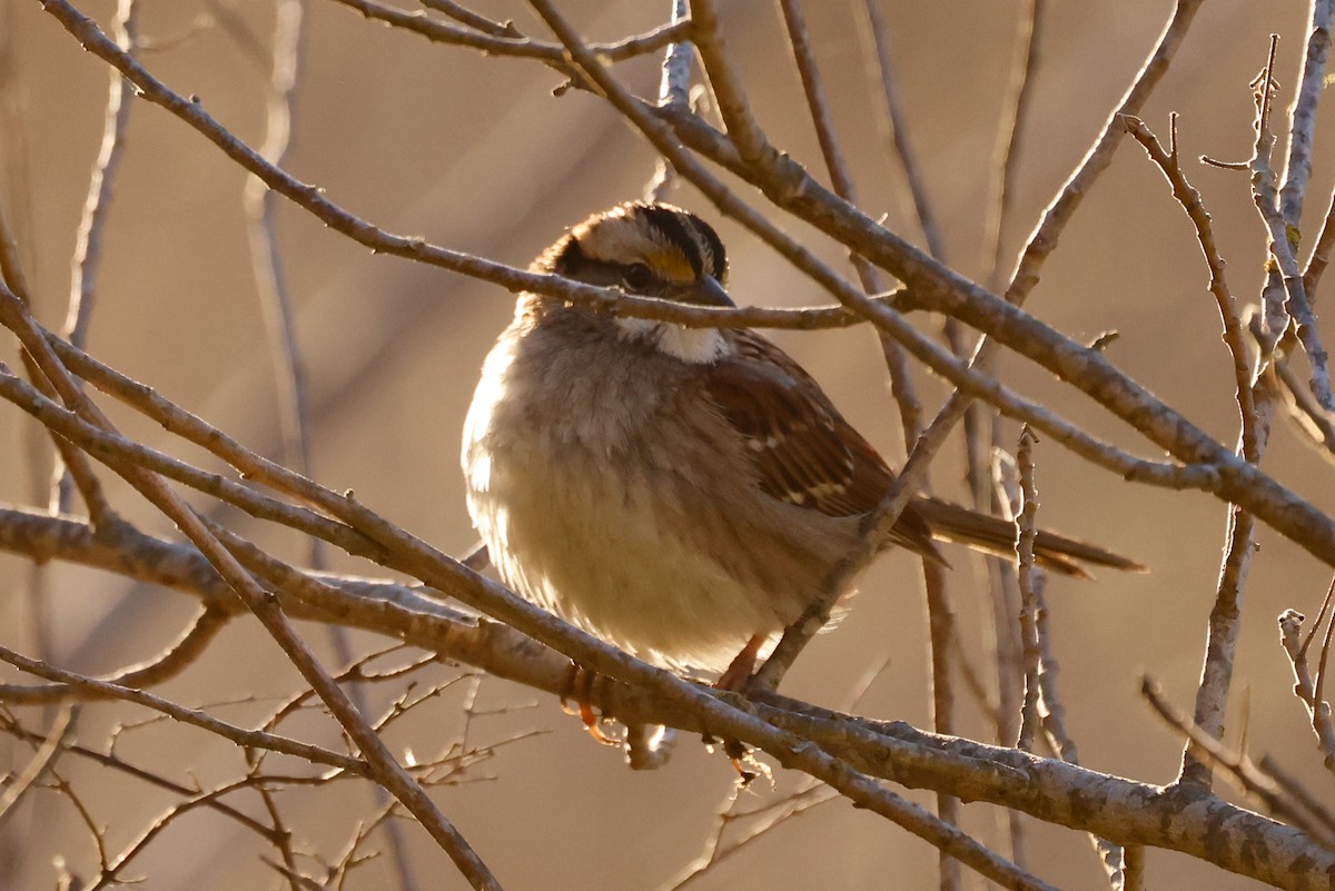 White-throated Sparrow - ML628793962