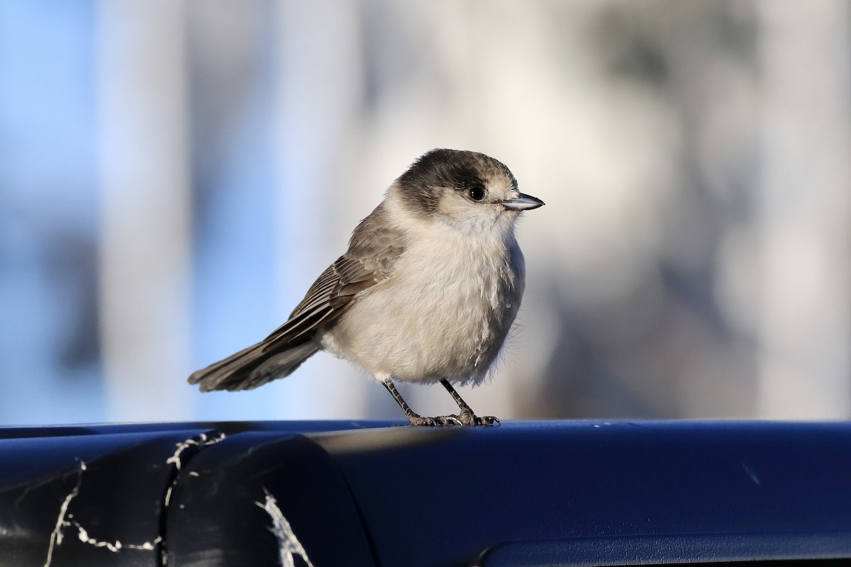 Canada Jay (Pacific) - ML628794134