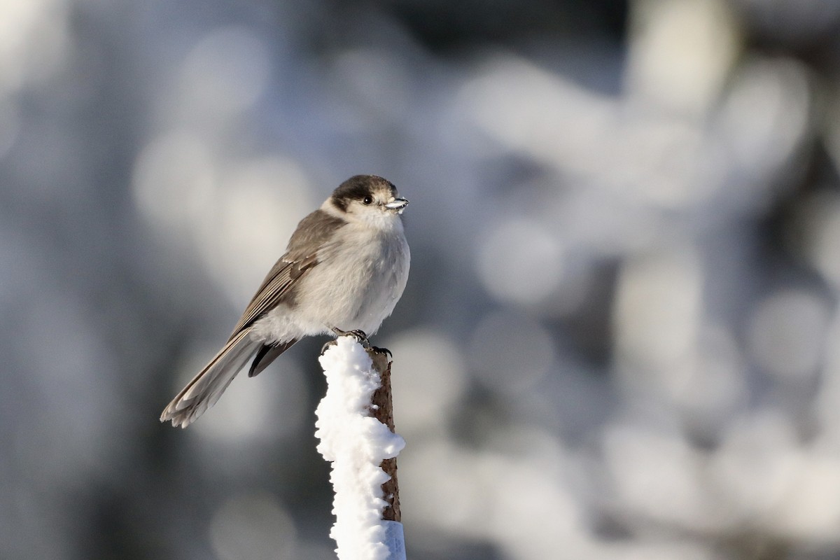 Canada Jay (Pacific) - ML628794135