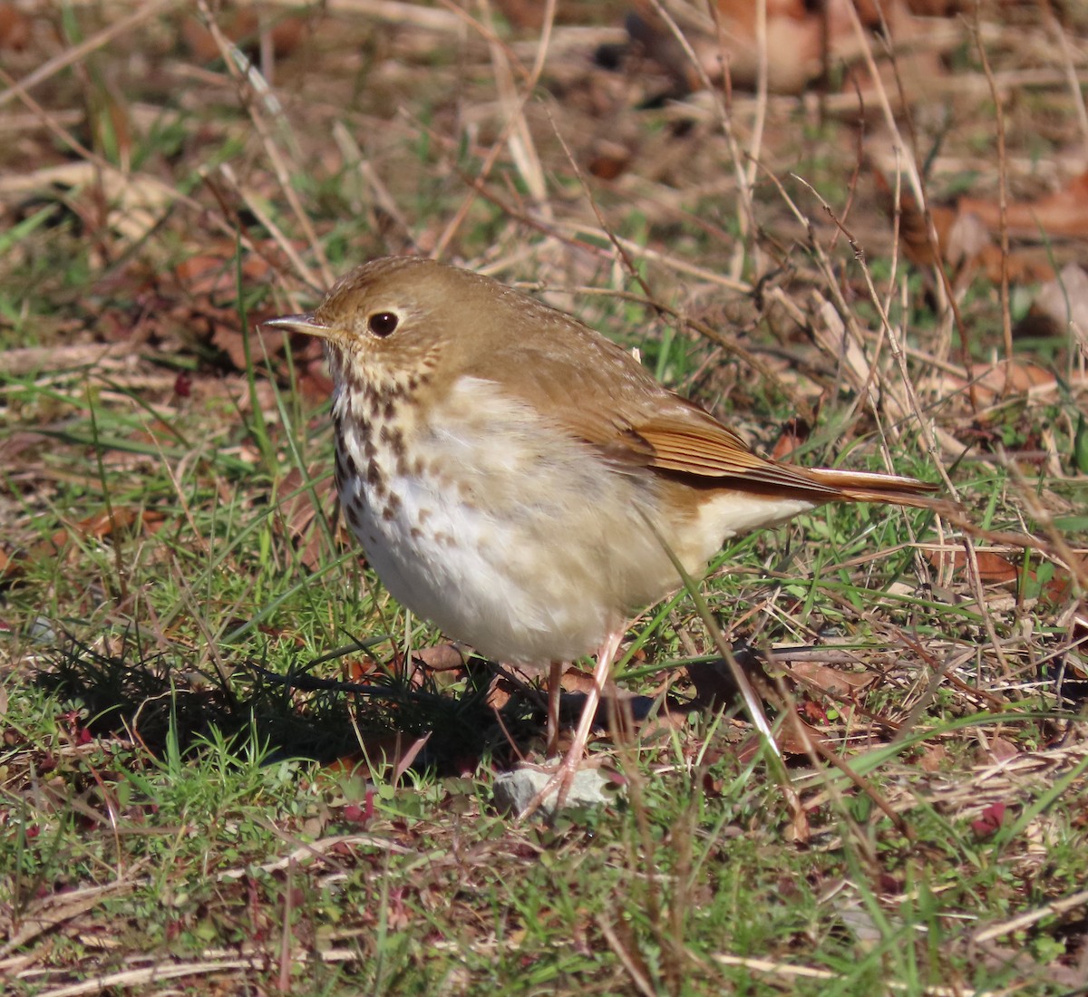 Hermit Thrush - ML628794165