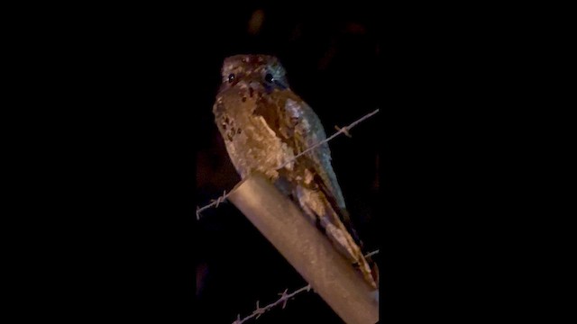 Common Potoo - ML628794193