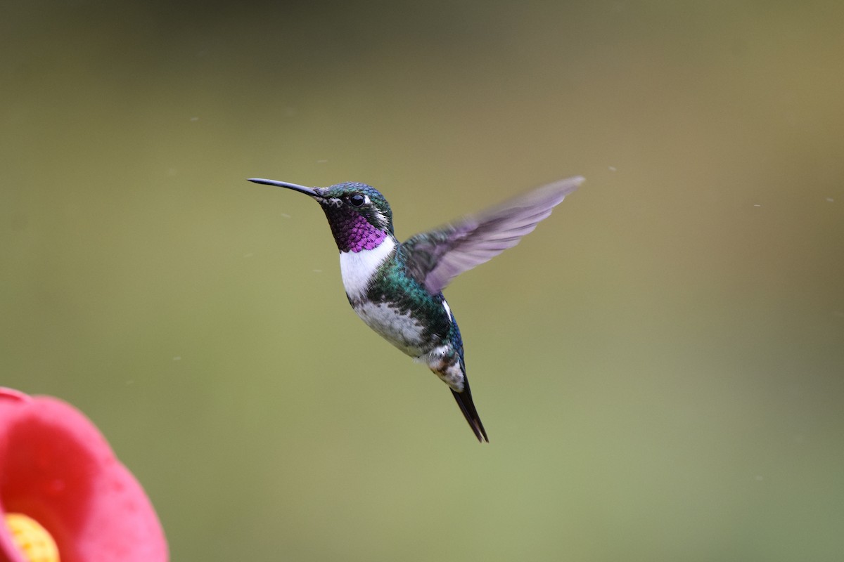 White-bellied Woodstar - ML628794469