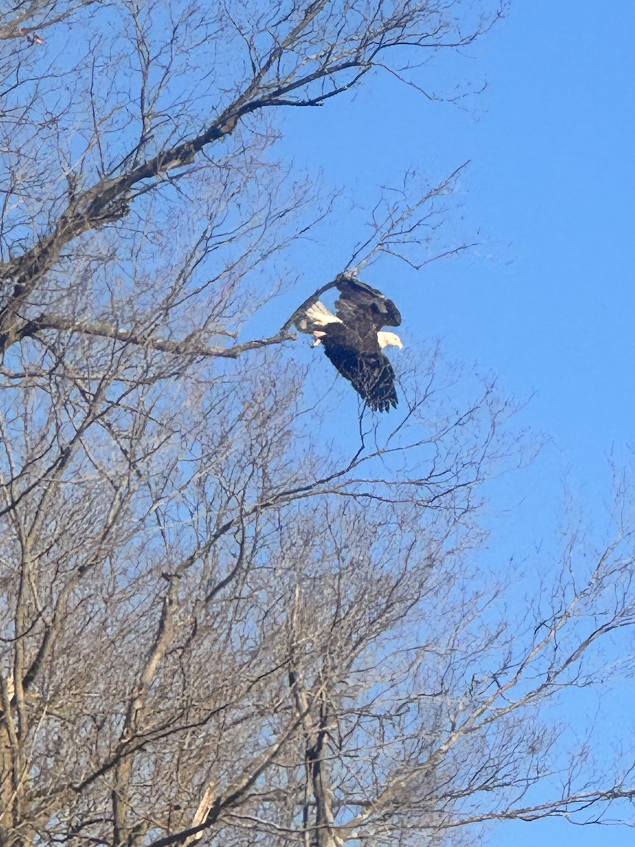 Bald Eagle - ML628794552