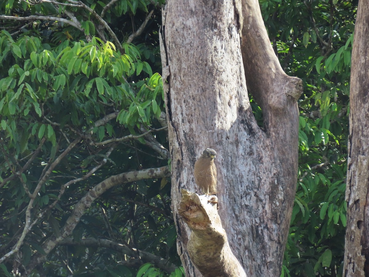 Crested Serpent-Eagle - ML628794651