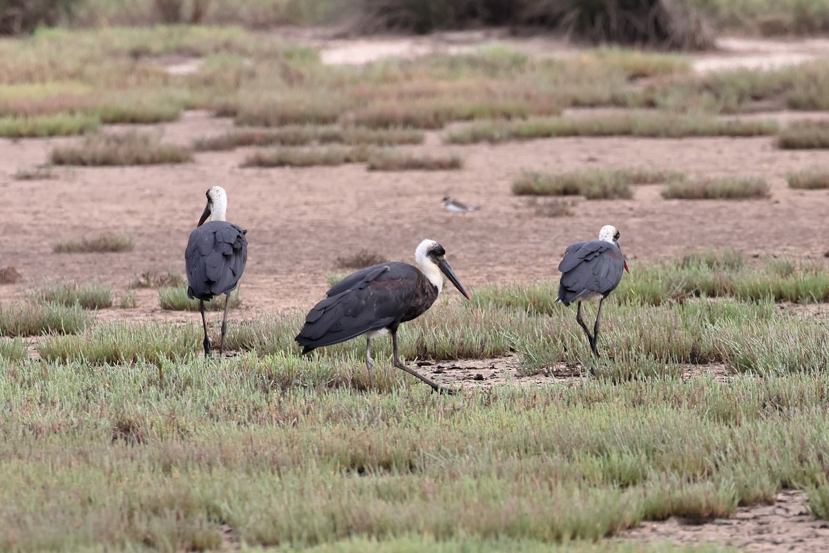 Zikoina lepazuri afrikarra - ML628794655