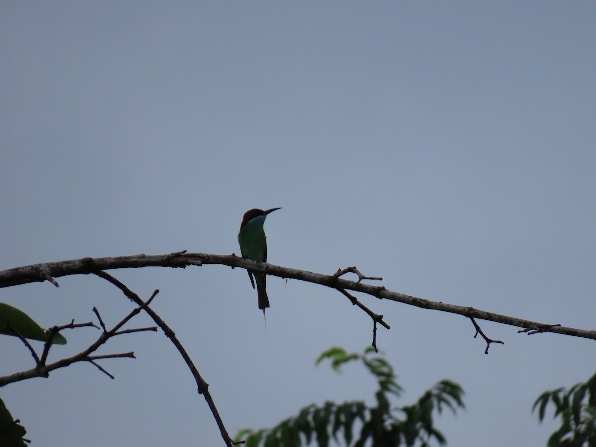 Blue-throated Bee-eater - ML628794717