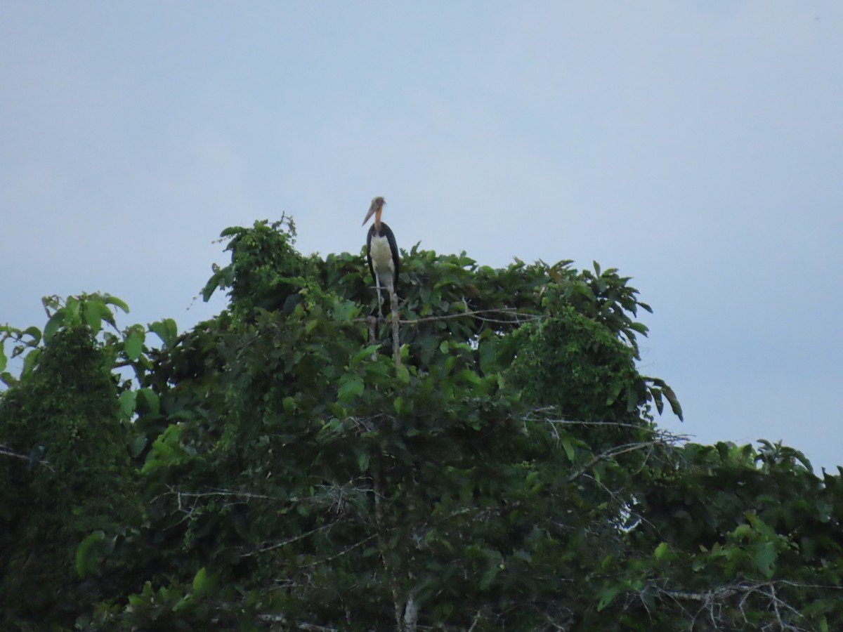 Lesser Adjutant - ML628794769