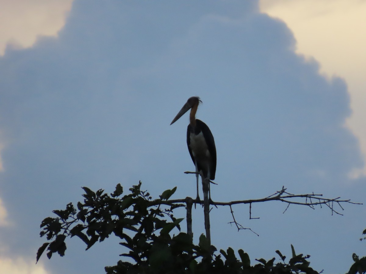 Lesser Adjutant - ML628794777