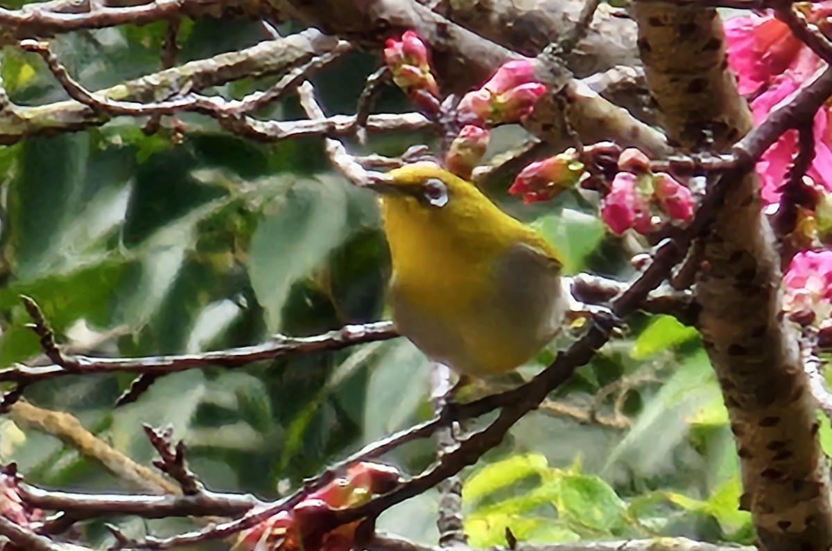 Indian White-eye - ML628794820