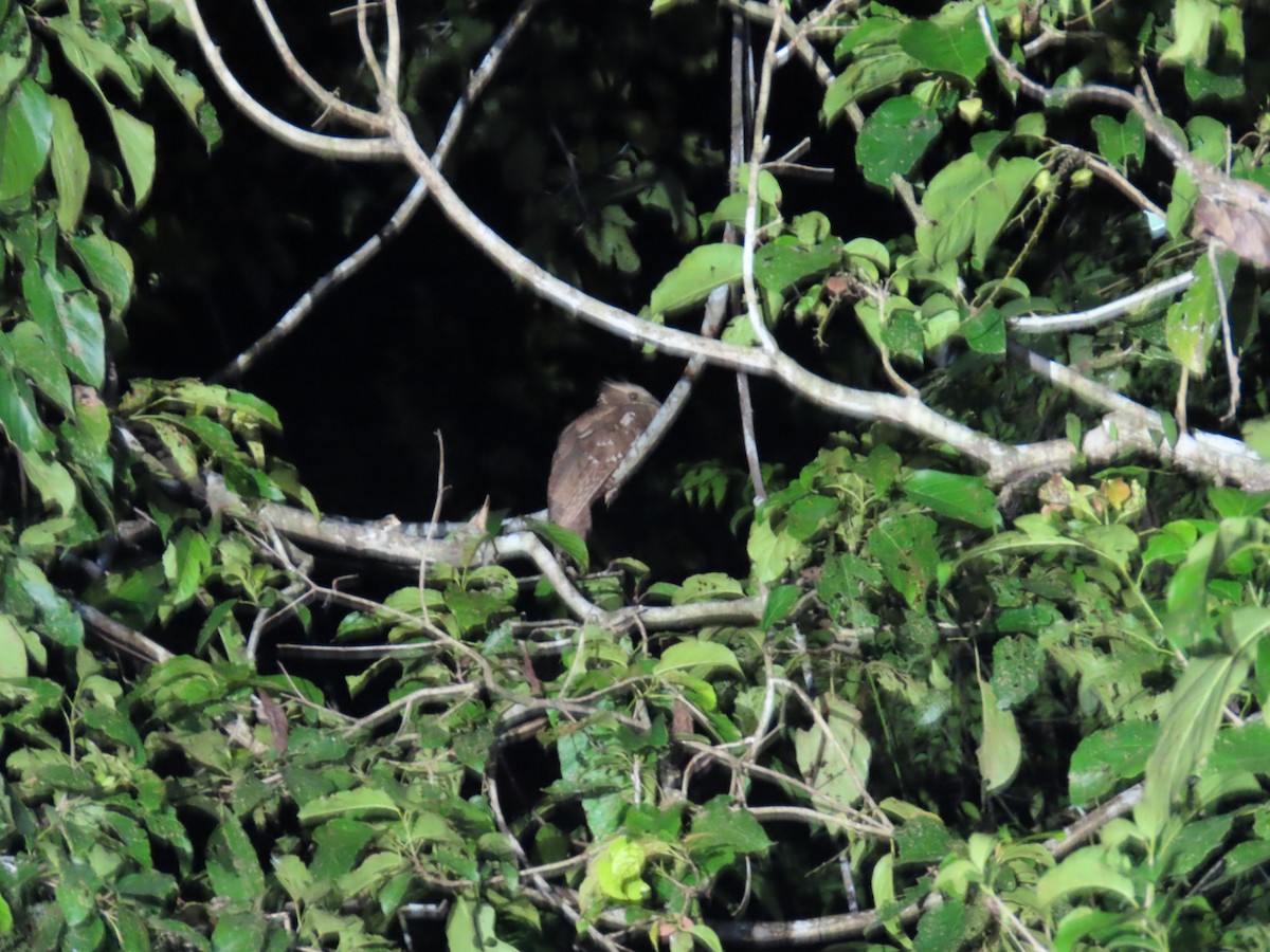 Large Frogmouth - ML628794916